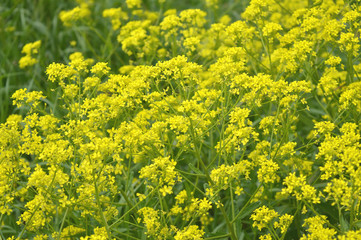yellow wild flowers on field