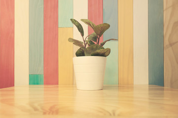 Decorative plant. Decoration props with multicolored wood background.