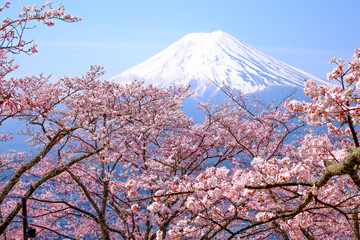 Mt Fuji and Cherry Blossom  in Japan Spring Season (Japanese Cal