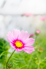flowers in the park , cosmos pink flowers in the garden