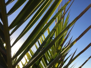 Palm leaf and sunny blue sky background