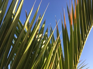 Palm leaf and sunny blue sky background
