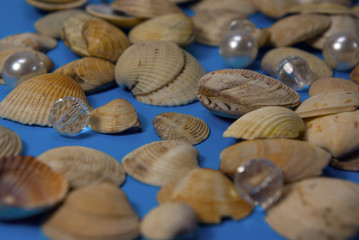 shells