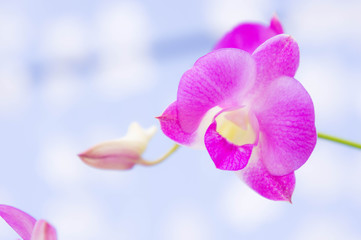 Purple orchids flowers in the park