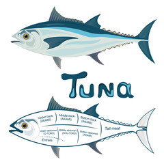 tuna, cuts, vector illustration