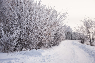 Winter russian forest snow road