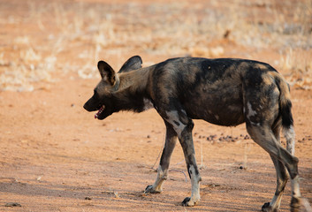 Afrikanische Wildhunde im Etosha-Nationalpark in Namibia Südafrika