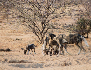 Fototapeta premium Afrykańskie dzikie psy w Parku Narodowym Etosha w Namibii w RPA