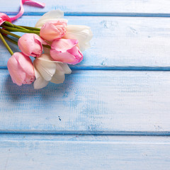 Bunch from spring white and pink tulips on  blue wooden backgrou