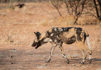 Afrikanische Wildhunde im Etosha-Nationalpark in Namibia Südafrika