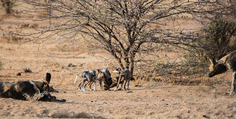 Afrikanische Wildhunde im Etosha-Nationalpark in Namibia Südafrika