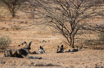 Afrikanische Wildhunde im Etosha-Nationalpark in Namibia Südafrika