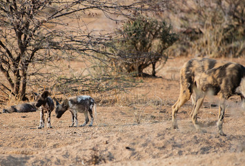 Fototapeta na wymiar Afrikanische Wildhunde im Etosha-Nationalpark in Namibia Südafrika
