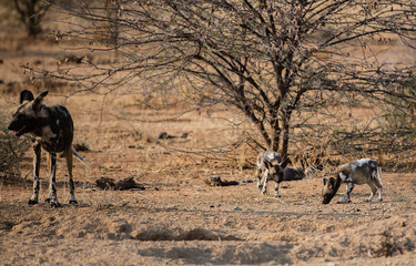Afrikanische Wildhunde im Etosha-Nationalpark in Namibia Südafrika