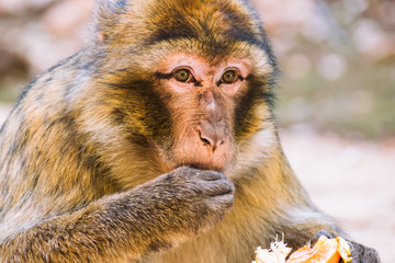 Obraz premium Barbary macaque monkey eating a tangerine, Ifrane, Morocco