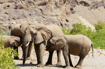Elefanten im Etosha-Nationalpark in Namibia S&uuml;dafrika
