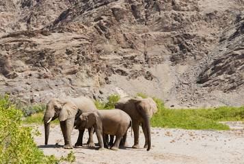 Fototapeta na wymiar Elefanten im Etosha-Nationalpark in Namibia Südafrika