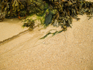 seaweed after tide
