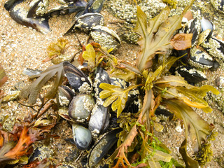 seaweed and shellfish mussel after tide