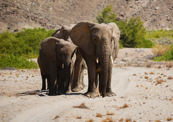 Fototapeta na wymiar Elefanten im Etosha-Nationalpark in Namibia Südafrika