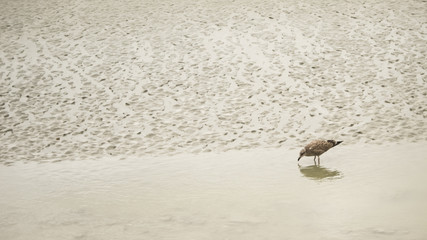 seagull feeding in sea tide