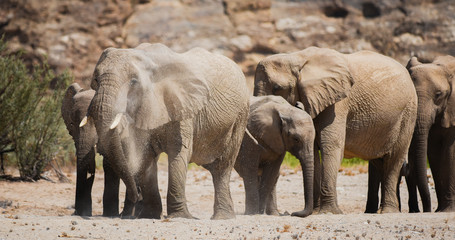 Fototapeta premium Elefanten im Etosha-Nationalpark in Namibia Südafrika