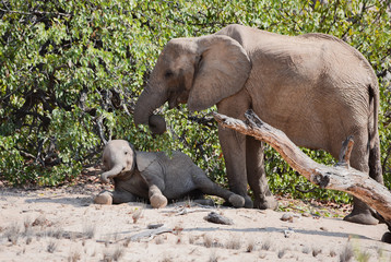 Fototapeta premium Elefanten im Etosha-Nationalpark in Namibia Südafrika