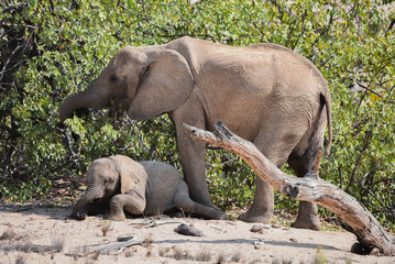 Fototapeta premium Elefanten im Etosha-Nationalpark in Namibia Südafrika