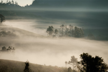 Forrest and Fog at Chiang dao,Chiangmai,Thailand