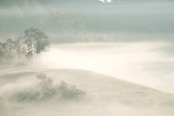 Forrest and Fog at Chiang dao,Chiangmai,Thailand