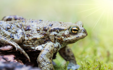Eine Erdkröte ist auf der Krötenwanderung im Frühling