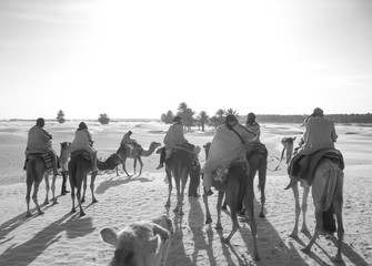 People move on camels in the desert at sunset.