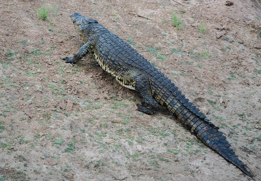 Krokodil im Etosha-Nationalpark in Namibia S&uuml;dafrika