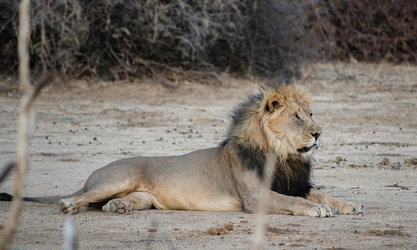 Löwe im Etosha-Nationalpark in Namibia Südafrika