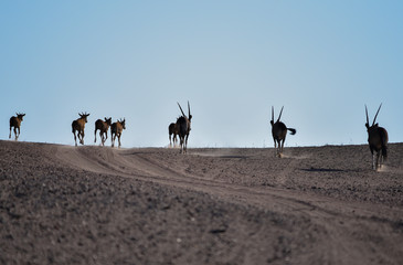 Fototapeta na wymiar Oryxantilopen im Etosha-Nationalpark, Namibia Südafrika