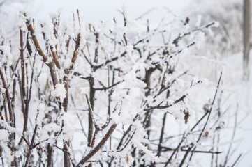Winter forest nature snowy landscape outdoor background.