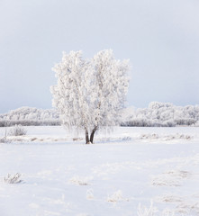 Obraz na płótnie Canvas Winter forest nature snowy landscape outdoor background.