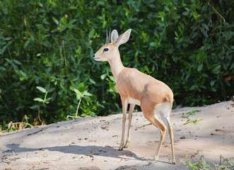 Dikdiks im Etosha-Nationalpark in Namibia Südafrika