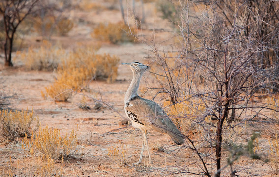 Riesentrappe im Etosha-Nationalpark in Namibia Südafrika