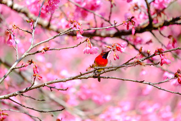 Sakura Japanese or cherry blossom and bird at Doi Ang Khang Nati