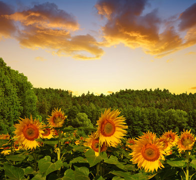 Spring landscape with blooming sunflower on the field at sunset.