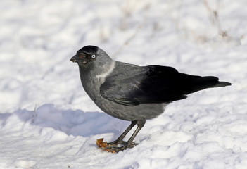 Fototapeta premium Jackdaw on snow, Corvus monedula