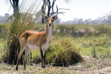 Lechwe antelope