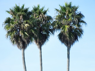 Obraz premium palm trees