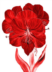 Flowers - amaryllis, Drawing ink. Wallpaper. Use printed materials, signs, items, websites, maps, posters, postcards, packaging.