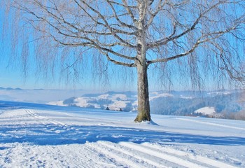 Birke in Winterlandschaft