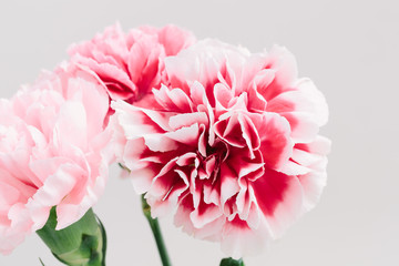 Close up of beautiful bouquet of spring flowers on a light background. International Women's Day, March 8, holiday card