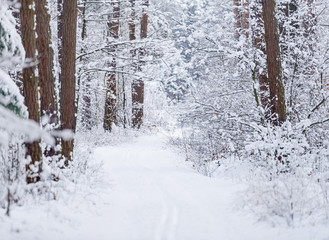 Road through frozen forest with snow.
