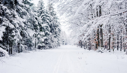 Road through frozen forest with snow.