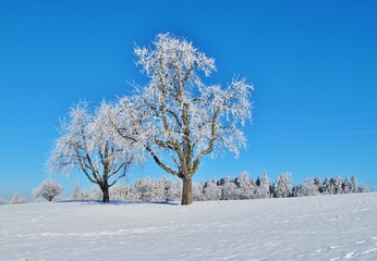 Bäume mit Raureif